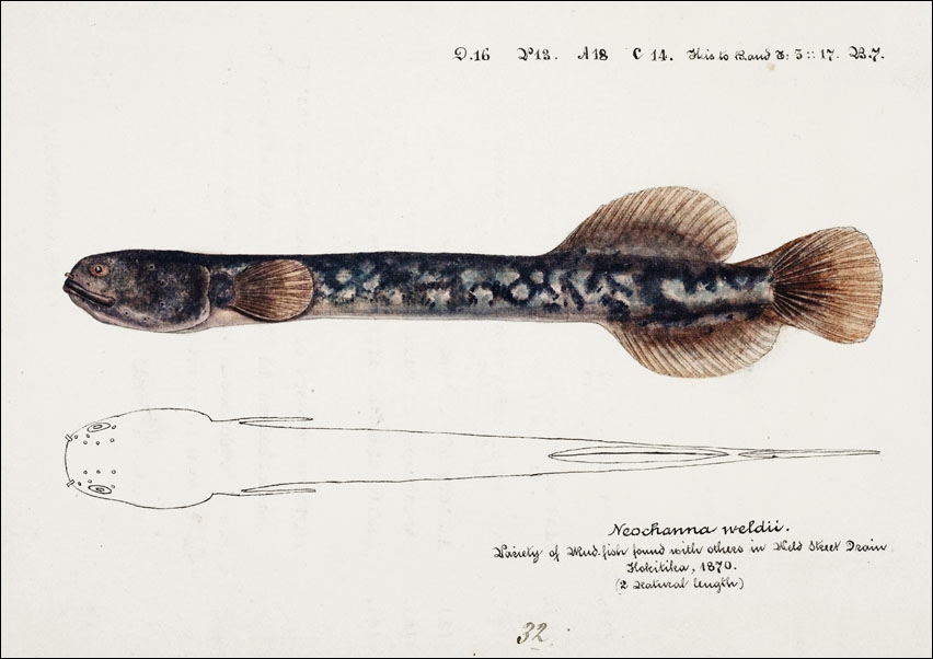 Image of Antique fish Neochanna apoda, F. E. Clarke - plakat Wymiar do wyboru: 100x70 cm