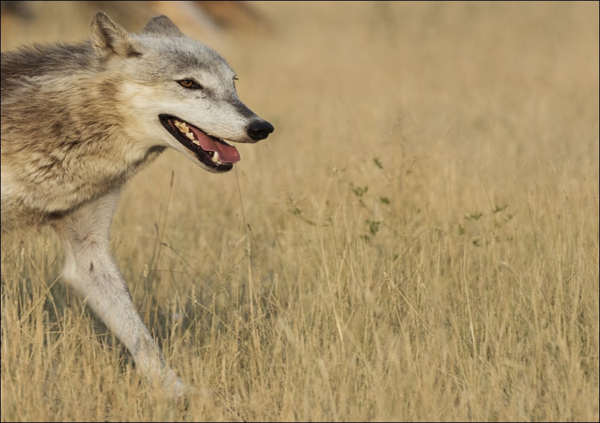 Image of Wolf on the run at the Wild Animal Sanctuary near Keenesburg, Colorado, Carol Highsmith - plakat Wymiar do wyboru: 42x29,7 cm