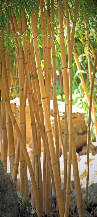 Image of Las Bambusowy - Bamboo - fototapeta