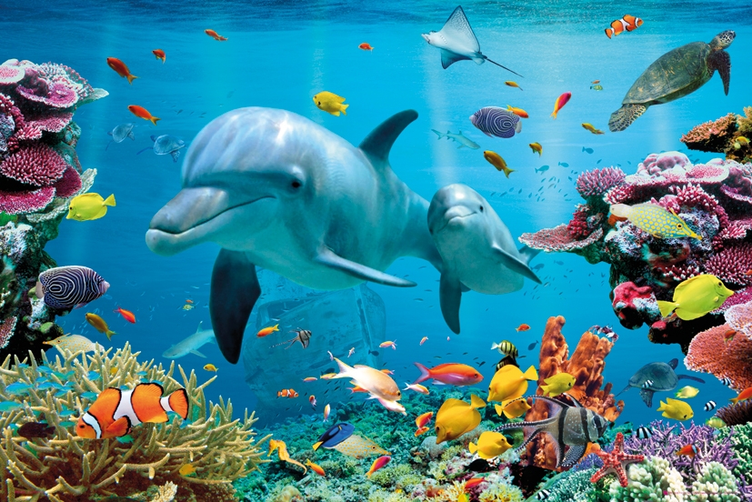 Image of Delfin - Rafa Koralowa - Tropikalne Morze - plakat