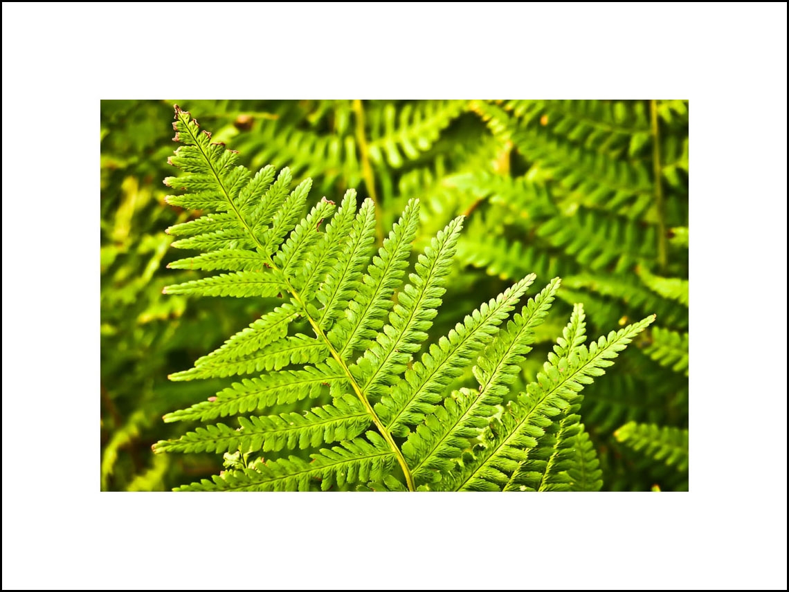 Image of Paprotka - plakat Wymiar do wyboru: 29,7x21 cm