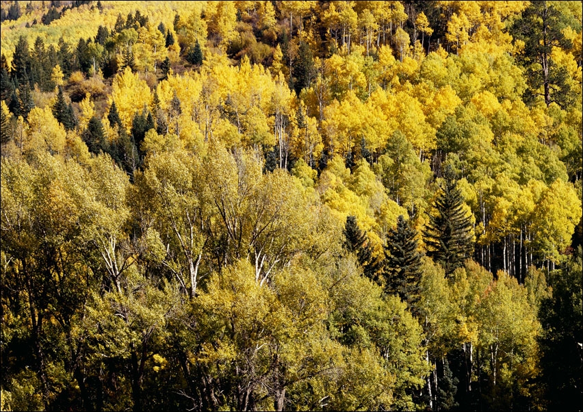 Image of Colorado Aspens., Carol Highsmith - plakat Wymiar do wyboru: 91,5x61 cm