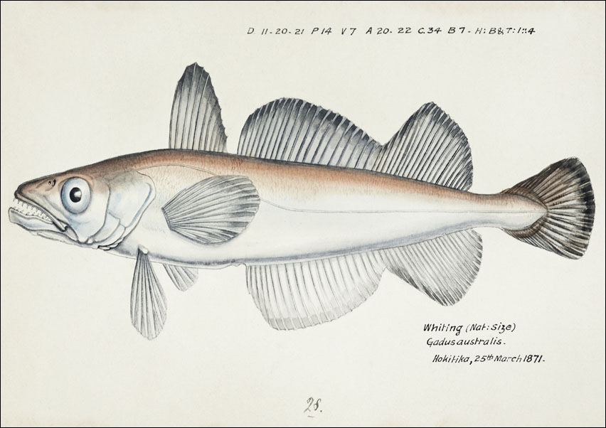 Image of Antique fish Merluccius australis, F. E. Clarke - plakat Wymiar do wyboru: 84,1x59,4 cm