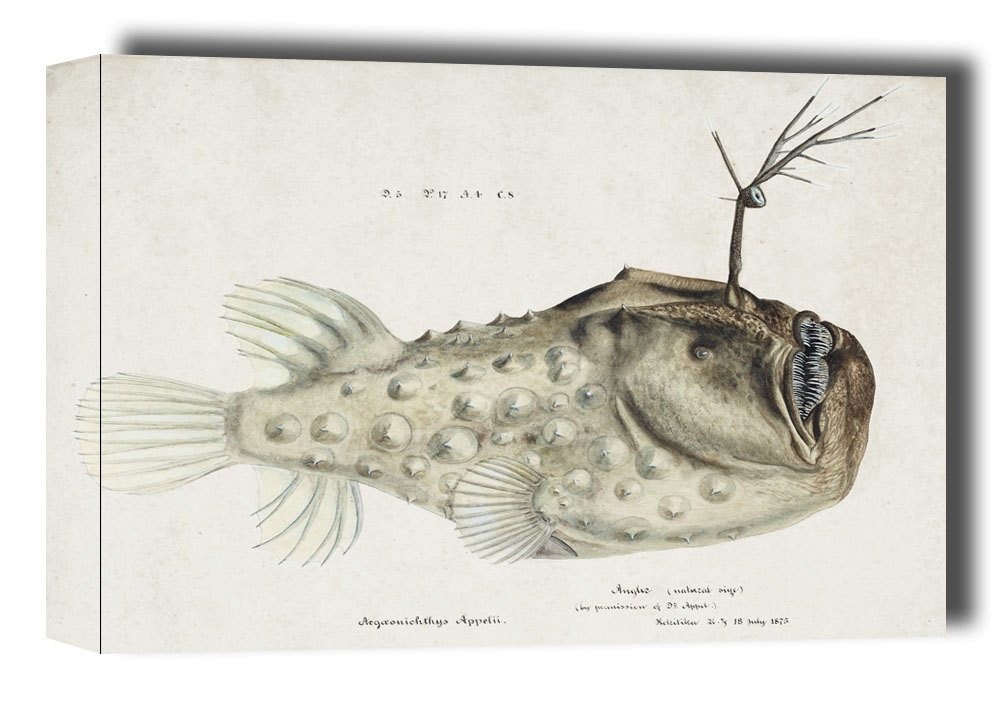 Image of Antique Prickly anglerfish, F. E. Clarke - obraz na płótnie Wymiar do wyboru: 30x20 cm