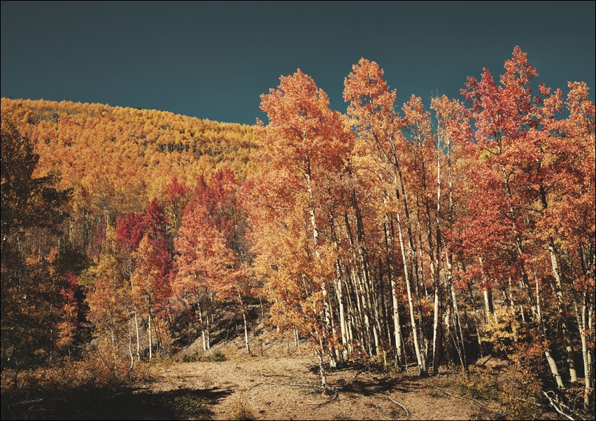 Image of Fall aspens in San Juan County, Colorado USA, Carol Highsmith - plakat Wymiar do wyboru: 59,4x42 cm