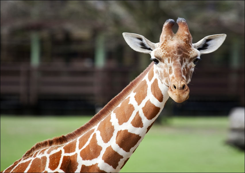 Image of Giraffe at The Montgomery Zoo in Oak Park., Carol Highsmith - plakat Wymiar do wyboru: 30x20 cm