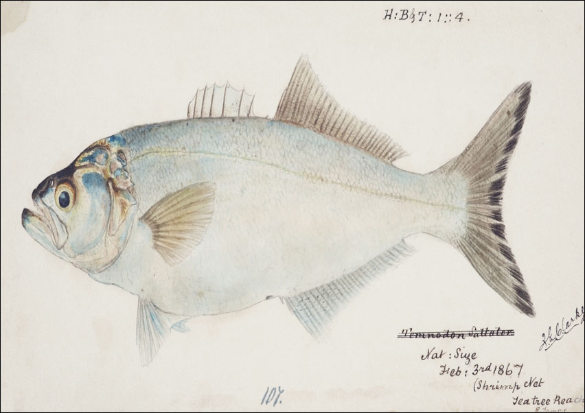 Image of Antique fish possibly pomatomus saltatrix tailor, F. E. Clarke - plakat Wymiar do wyboru: 29,7x21 cm