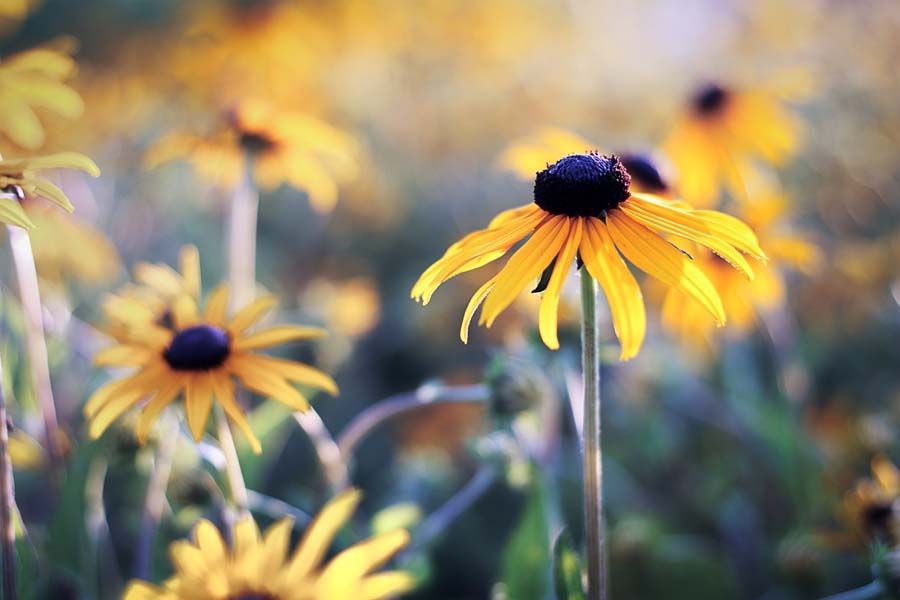 Image of Rudbekia - plakat premium Wymiar do wyboru: 29,7x21 cm