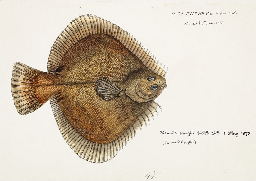 Image of Antique fish Rhombosolea plebeia, F. E. Clarke - plakat Wymiar do wyboru: 40x30 cm