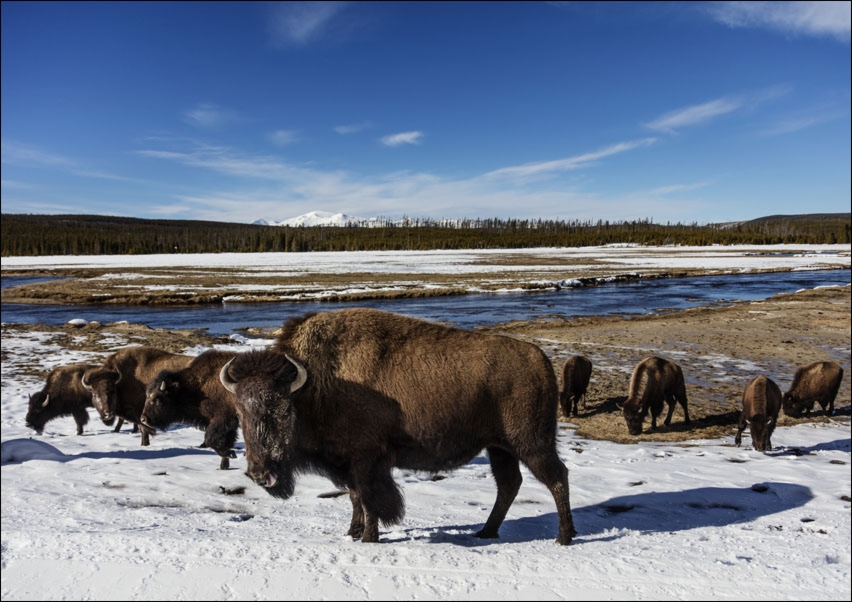 American bison, Carol Highsmith - plakat Wymiar do wyboru: 70x50 cm