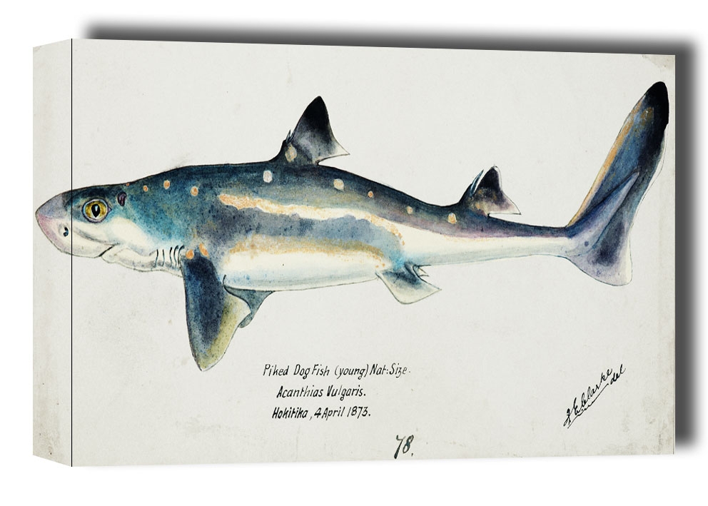 Image of Antique fish Squalus acanthias, F. E. Clarke - obraz na płótnie Wymiar do wyboru: 70x50 cm