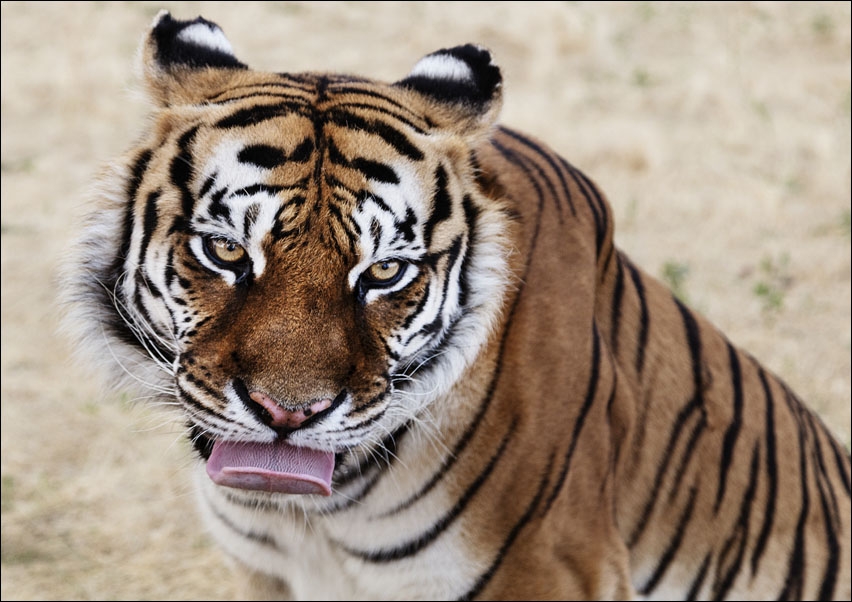 Image of Tiger at the Wild Animal Sanctuary, Carol Highsmith - plakat Wymiar do wyboru: 80x60 cm