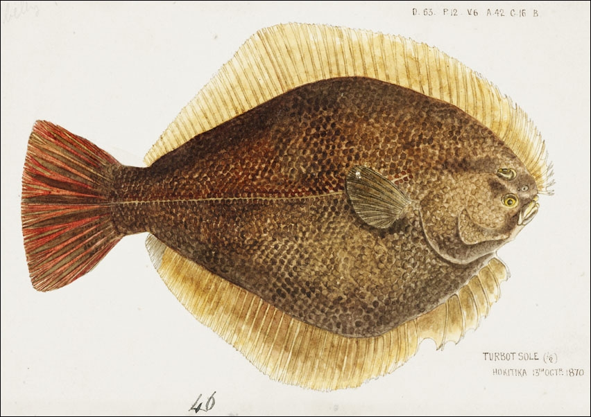 Image of Antique fish Rhombosolea leporina, F. E. Clarke - plakat Wymiar do wyboru: 30x20 cm