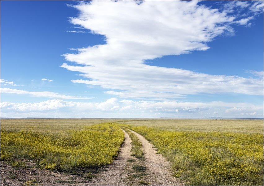 Image of A dirt road winds through a sea of high plains yellow sundrops on the Laramie Plain, a vast grassland south of Laramie, Wyoming., Carol Highsmith - pl