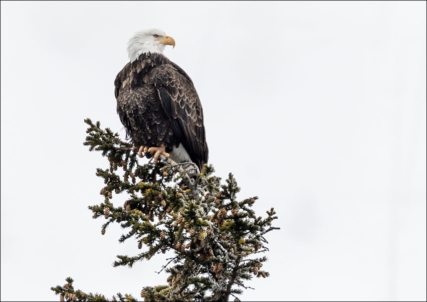Image of A young bald eagle, Carol Highsmith - plakat Wymiar do wyboru: 29,7x21 cm
