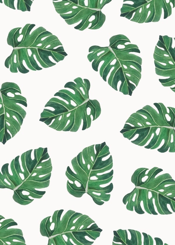 Image of Monstera liście II - plakat Wymiar do wyboru: 50x70 cm