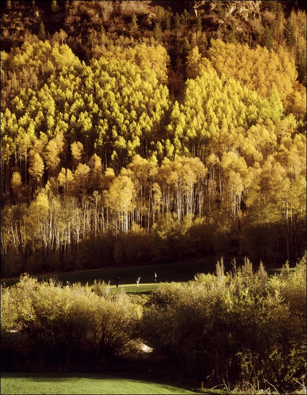 Image of Redwood National and State Park on U.S. 101 in Northern California., Carol Highsmith - plakat Wymiar do wyboru: 21x29,7 cm
