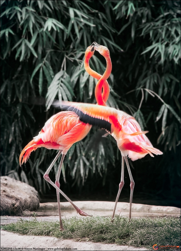 Image of Tańczące flamingi - plakat Wymiar do wyboru: 21x29,7 cm