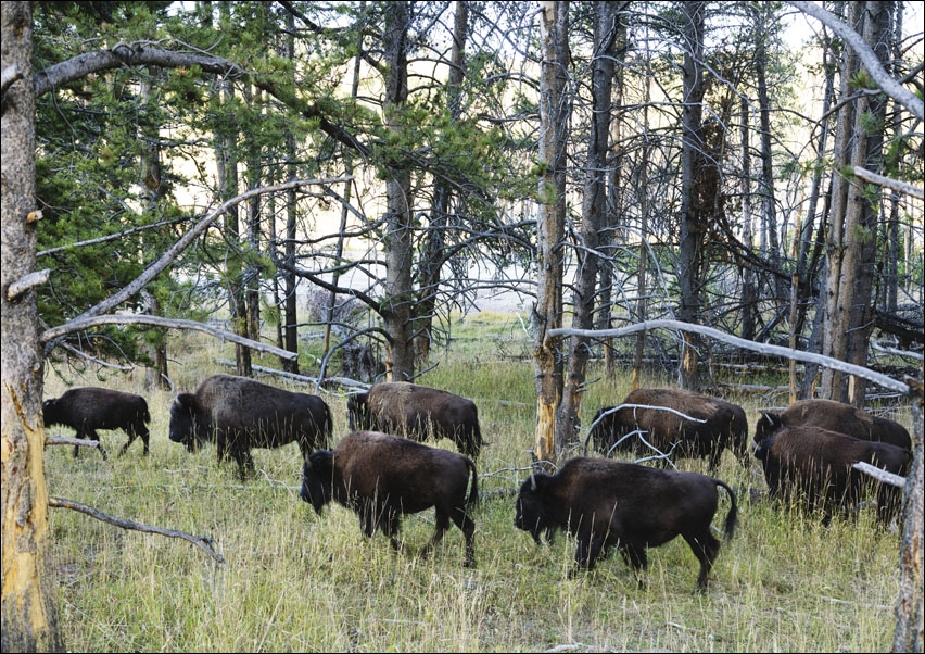 Image of American bison, or buffaloes, in Yellowstone National Park, Carol Highsmith - plakat Wymiar do wyboru: 60x40 cm