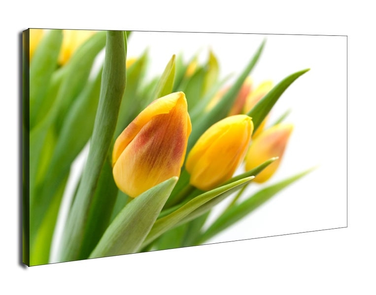 Image of Żółte Tulipany - obraz na płótnie Wymiar do wyboru: 30x20 cm