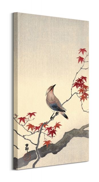 Image of Japanese Waxwing on Maple - obraz na płótnie