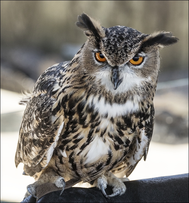 Image of An owl at the Alligator Adventure in South Carolina, Carol Highsmith - plakat Wymiar do wyboru: 30x30 cm