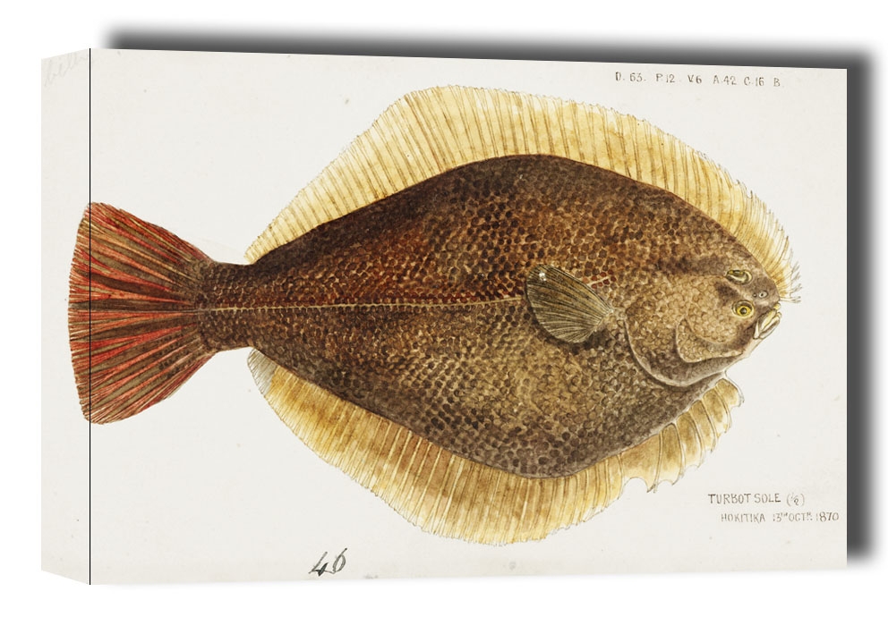 Image of Antique fish Rhombosolea leporina, F. E. Clarke - obraz na płótnie Wymiar do wyboru: 30x20 cm