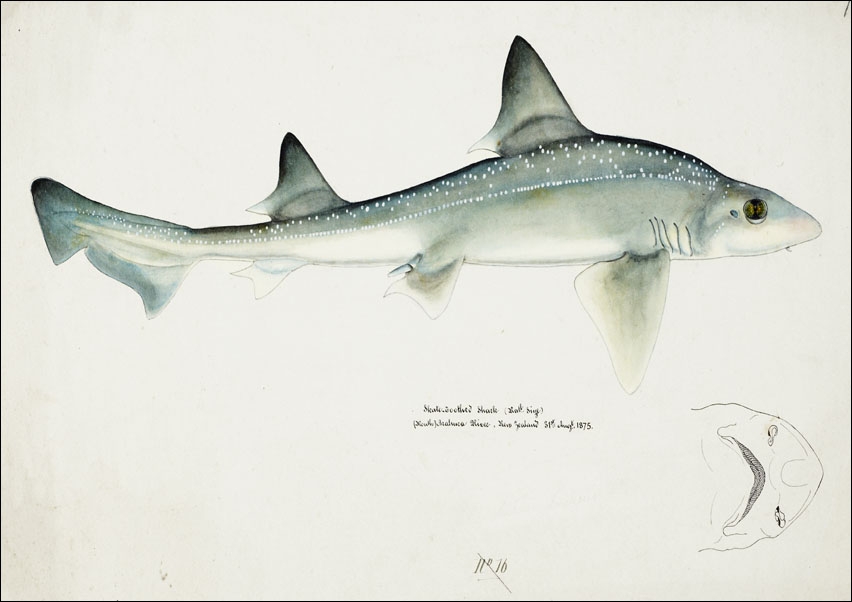 Image of Antique fish Mustelus Antarcticus shark, F. E. Clarke - plakat Wymiar do wyboru: 91,5x61 cm