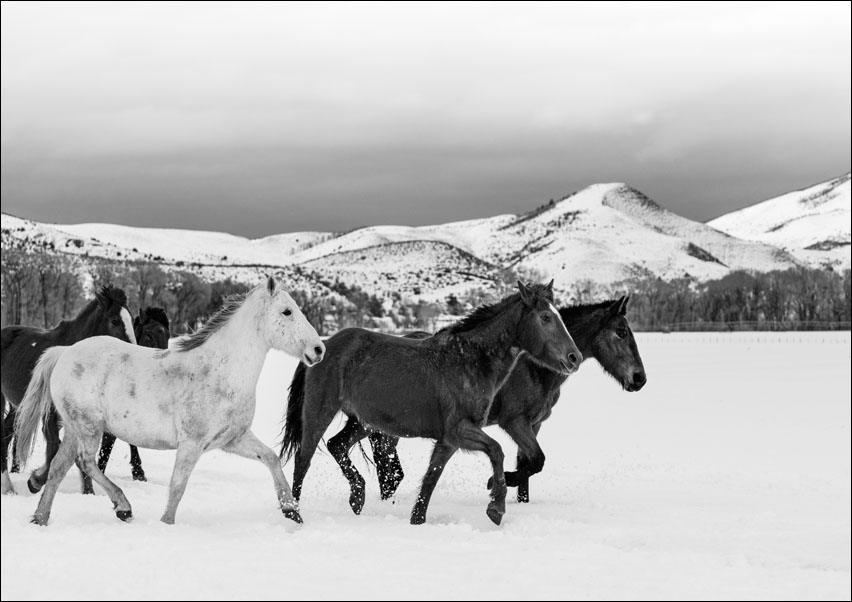 Image of A mixed herd of wild and domesticated horses frolics on the Ladder Livestock ranch, at the Wyoming-Colorado border, Carol Highsmith - plakat Wymiar do