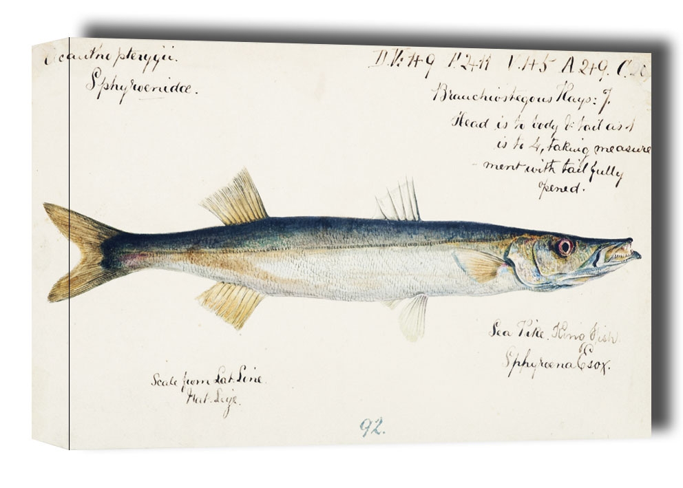 Image of Antique fish Sphyraena novaehollandiae, F. E. Clarke - obraz na płótnie Wymiar do wyboru: 80x60 cm