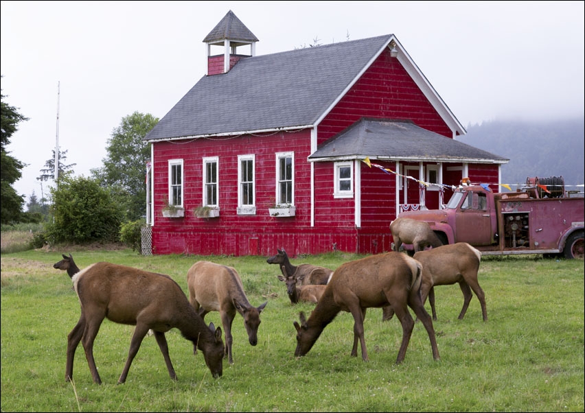 Image of Roosevelt Deer roam in Orick, California., Carol Highsmith - plakat Wymiar do wyboru: 30x20 cm