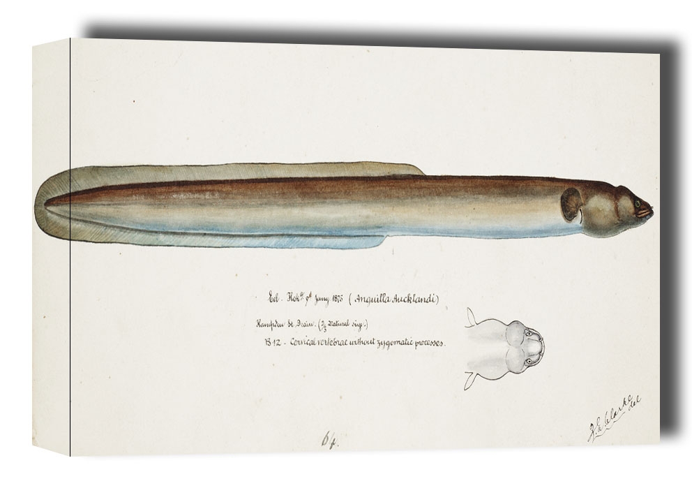 Image of Antique fish Anguilla Dieffenbachii, F. E. Clarke - obraz na płótnie Wymiar do wyboru: 91,5x61 cm