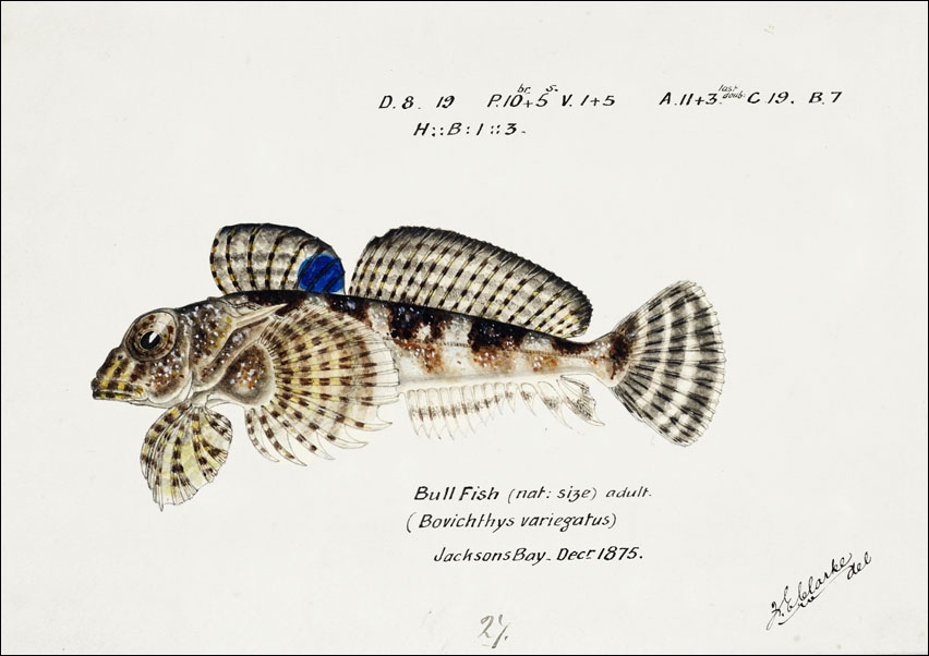 Image of Antique Thornfish, F. E. Clarke - plakat Wymiar do wyboru: 80x60 cm