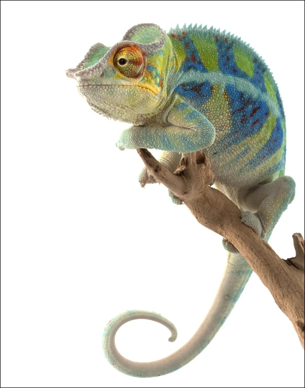 Image of Kameleon. Ambanja Panther Chameleon - plakat Wymiar do wyboru: 20x30 cm